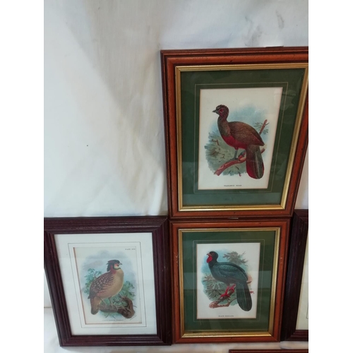 527 - 7 x Framed and Glazed Chromolithographs of Birds. 28cm x 22cm.