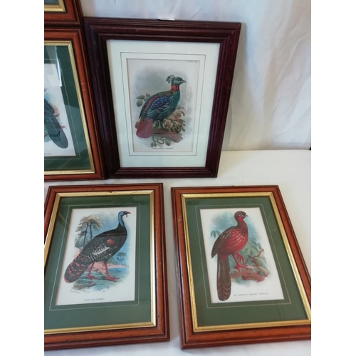 527 - 7 x Framed and Glazed Chromolithographs of Birds. 28cm x 22cm.