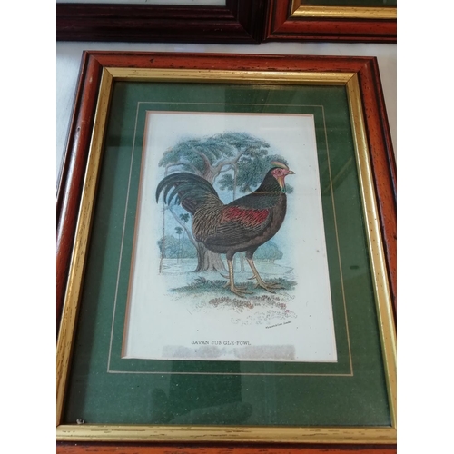 527 - 7 x Framed and Glazed Chromolithographs of Birds. 28cm x 22cm.