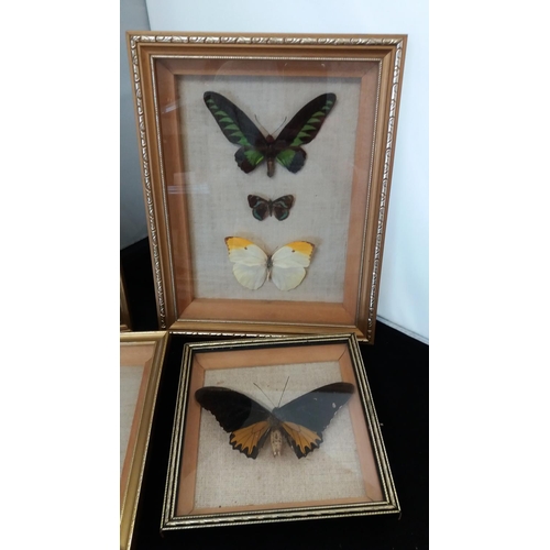 737 - Framed Butterflies (5).