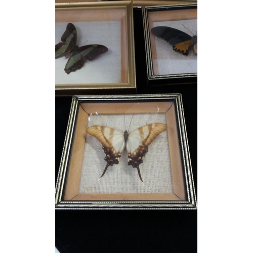 737 - Framed Butterflies (5).