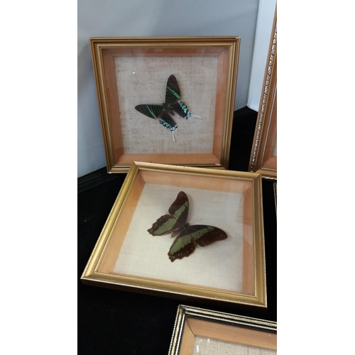 737 - Framed Butterflies (5).