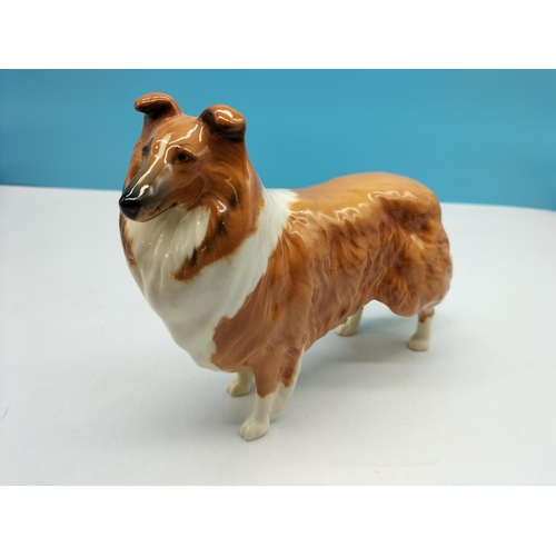 534 - Beswick Model of a Collie Dog 'Lochinvar of Lady Park'. 14cm x 18cm.