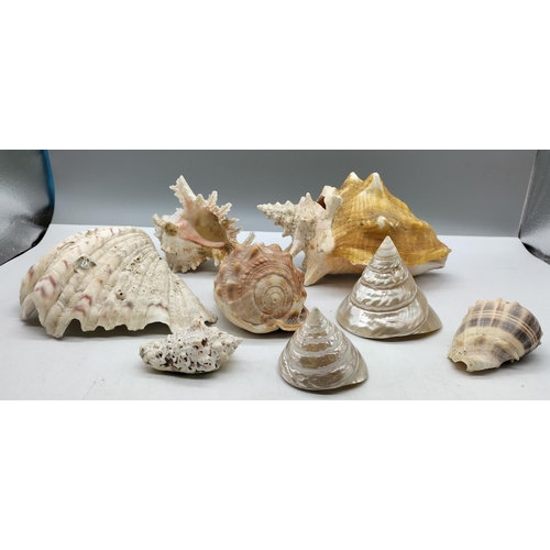 264 - Collection of Shells. Largest being 22cm x 15cm.