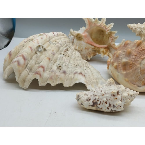 264 - Collection of Shells. Largest being 22cm x 15cm.