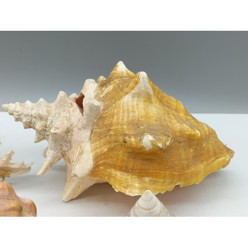 264 - Collection of Shells. Largest being 22cm x 15cm.