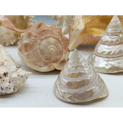 264 - Collection of Shells. Largest being 22cm x 15cm.