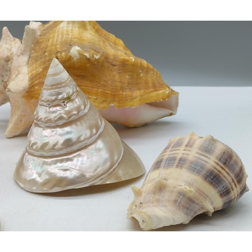 264 - Collection of Shells. Largest being 22cm x 15cm.