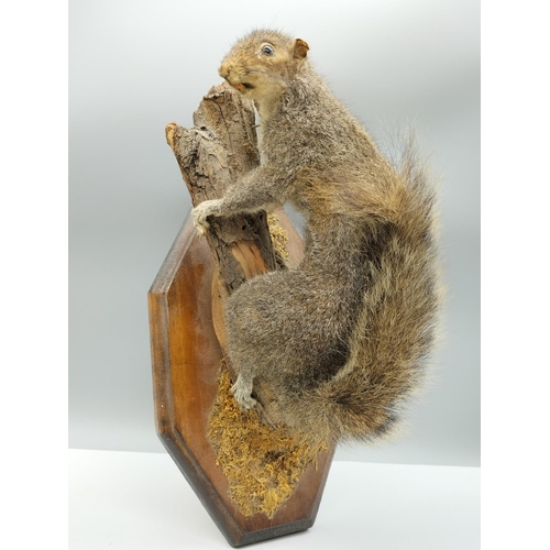 268 - Taxidermy Squirrel on Branch. Squirrel measures 27cm Long.