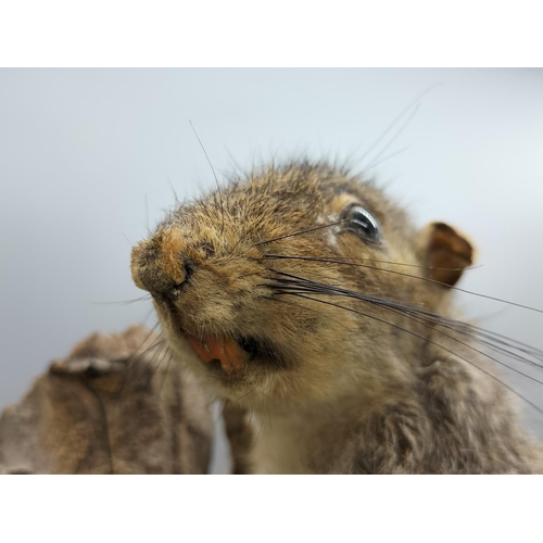 268 - Taxidermy Squirrel on Branch. Squirrel measures 27cm Long.