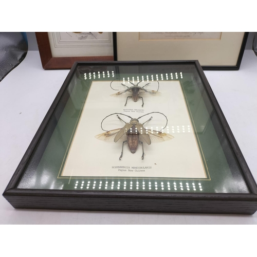 428 - Framed and Glazed Botanical Prints (2) plus Papua New Guinea Bug Display. Largest Frame Size being 3... 