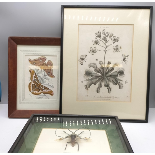 428 - Framed and Glazed Botanical Prints (2) plus Papua New Guinea Bug Display. Largest Frame Size being 3... 