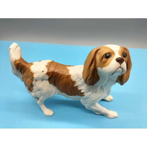 171 - Rare Beswick Satin Finish Tan and White Cavalier King Charles Spaniel. Model no 3155. Produced in 19... 