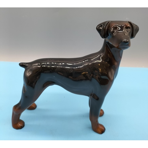 22 - Coopercraft Figure of a Doberman. 17cm x 19cm.