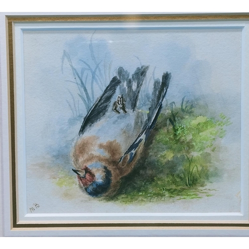 133 - Framed and Mounted Watercolour of a Dead Chaffinch. Signed M.B. 35cm x 35cm.