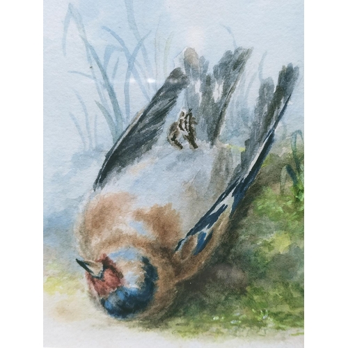 133 - Framed and Mounted Watercolour of a Dead Chaffinch. Signed M.B. 35cm x 35cm.