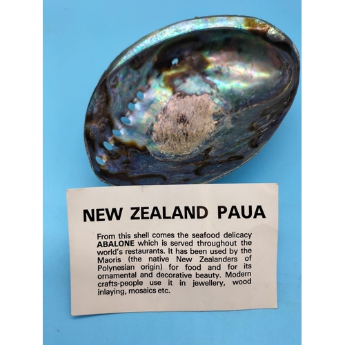 258 - New Zealand Paua Abalone Shell. 14cm x 9.5cm x 3cm.