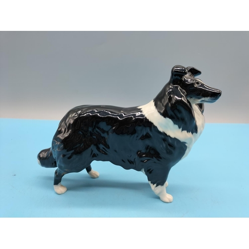 161 - Beswick Figure of a Black and White Collie Dog. 18cm x 13cm.