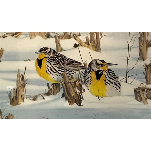 155A - Framed and Glazed 'After the Blizzard - Western Meadowlarks' Limited Edition 29/950 Print by Lars Jo... 