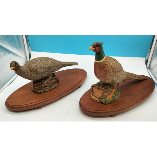 232 - Excellent Quality Figures of Pheasants (2). On Plinths. 46cm x 30cm.