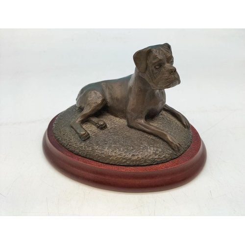 725 - Cold cast Bronze Boxer Dog Figure on Plinth. Signed Douglas Gray. 17cm x 12cm.