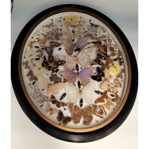 44 - Framed Taxidermy/Entomology Display Case of Butterflies, Moths and Lava. Possibly South/Mid America.... 