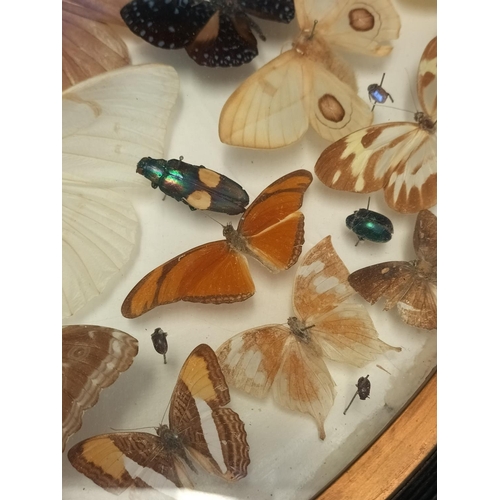 44 - Framed Taxidermy/Entomology Display Case of Butterflies, Moths and Lava. Possibly South/Mid America.... 