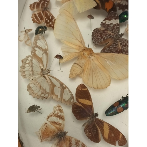 44 - Framed Taxidermy/Entomology Display Case of Butterflies, Moths and Lava. Possibly South/Mid America.... 