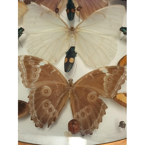 44 - Framed Taxidermy/Entomology Display Case of Butterflies, Moths and Lava. Possibly South/Mid America.... 