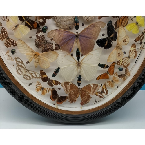 44 - Framed Taxidermy/Entomology Display Case of Butterflies, Moths and Lava. Possibly South/Mid America.... 