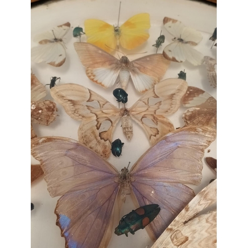 44 - Framed Taxidermy/Entomology Display Case of Butterflies, Moths and Lava. Possibly South/Mid America.... 