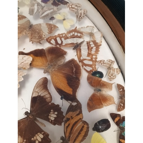 44 - Framed Taxidermy/Entomology Display Case of Butterflies, Moths and Lava. Possibly South/Mid America.... 