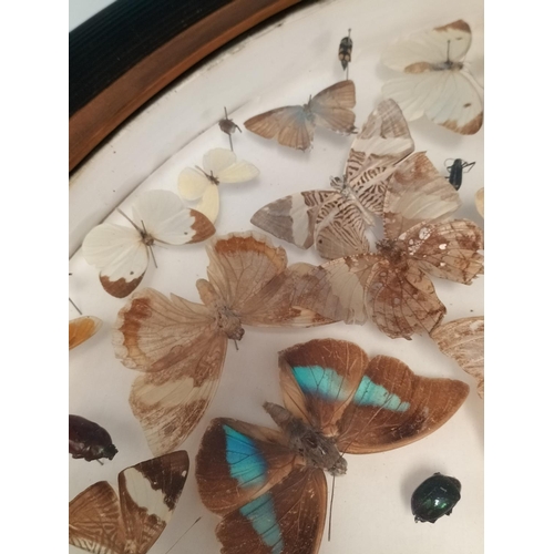 44 - Framed Taxidermy/Entomology Display Case of Butterflies, Moths and Lava. Possibly South/Mid America.... 