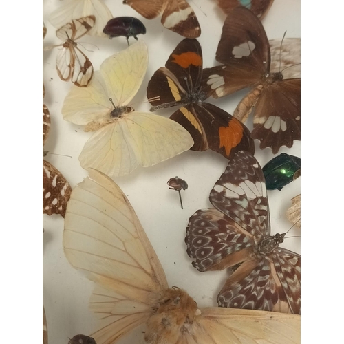 44 - Framed Taxidermy/Entomology Display Case of Butterflies, Moths and Lava. Possibly South/Mid America.... 