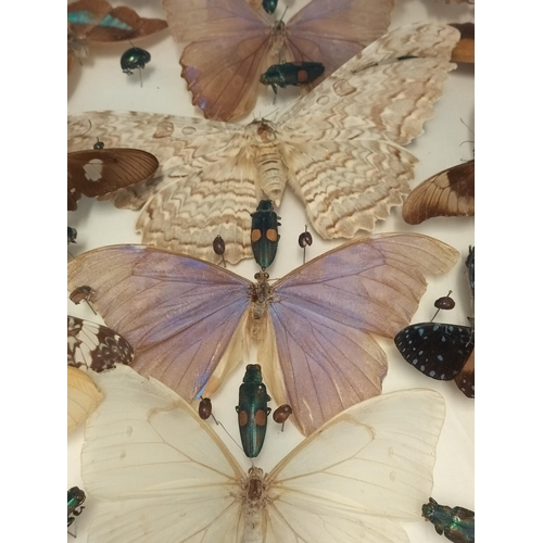 44 - Framed Taxidermy/Entomology Display Case of Butterflies, Moths and Lava. Possibly South/Mid America.... 