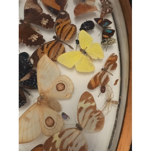 44 - Framed Taxidermy/Entomology Display Case of Butterflies, Moths and Lava. Possibly South/Mid America.... 