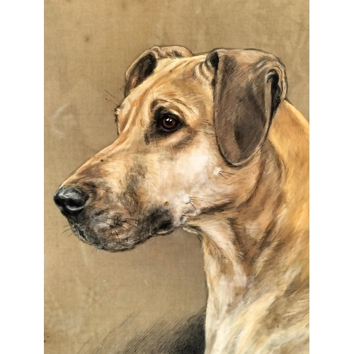 35A - Watercolour Portrait of Great Dane 'Pomina of Gravel 1941' by British Artist K.C.Brown. Glazed in Fi... 