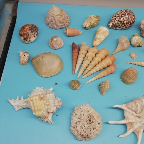 176 - Collection of Assorted Sea Shells.