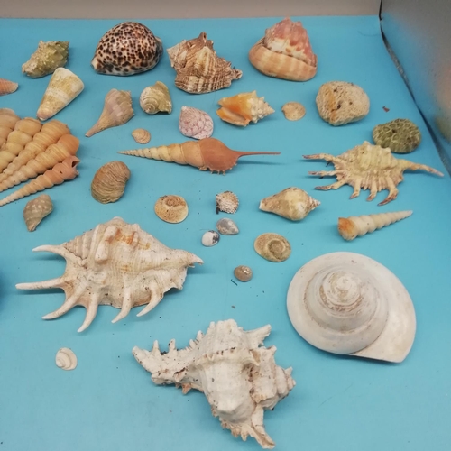 176 - Collection of Assorted Sea Shells.