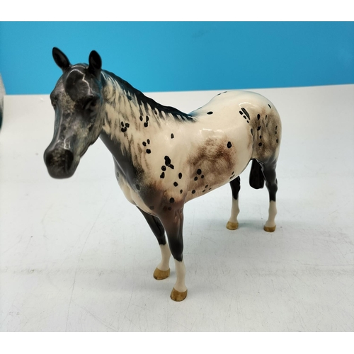 The Appaloosa horse - Royal Horse