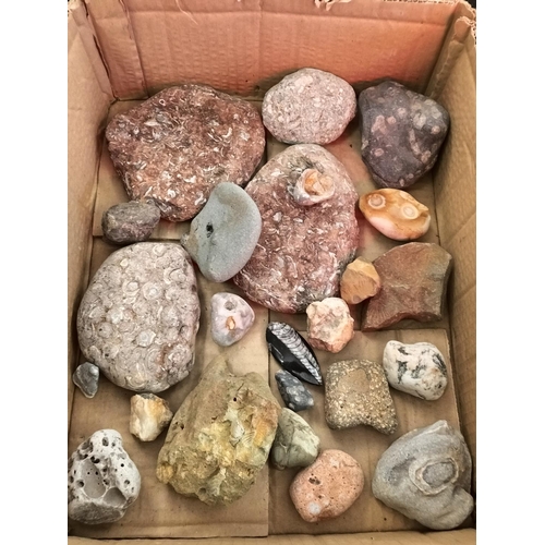 713 - Collection of Mixed Fossils in Stone