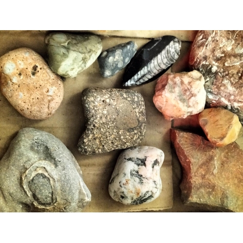 713 - Collection of Mixed Fossils in Stone