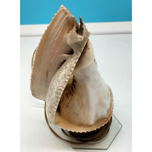 15 - Mount Vesuvius Conch Shell Lamp 23cm (h)