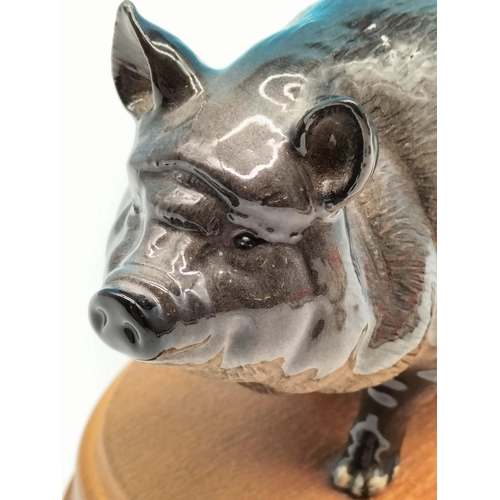 141 - Royal Doulton Figure of a Vietnamese Pot Bellied Pig on Plinth. 11cm High x 18cm.