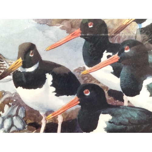 221 - 2 x Framed and Signed Prints by C.F Tunnicliffe. A Limited Edition 304/500 Print 'Shoreland Waders' ... 