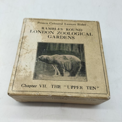 103 - Boxed Early 20th Century London Zoological Glass Lantern Slides 'Chapter V11 - The Upper 10'. Excell... 