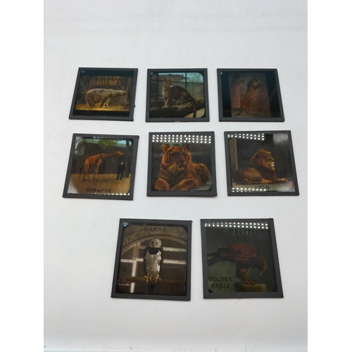 103 - Boxed Early 20th Century London Zoological Glass Lantern Slides 'Chapter V11 - The Upper 10'. Excell... 