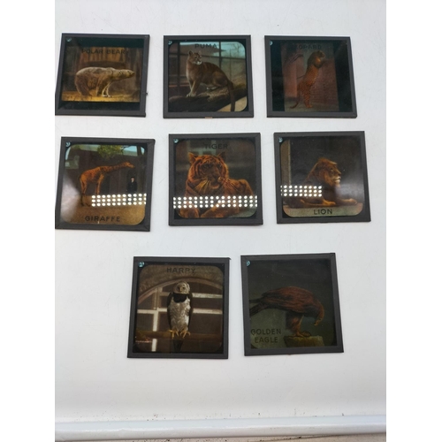 103 - Boxed Early 20th Century London Zoological Glass Lantern Slides 'Chapter V11 - The Upper 10'. Excell... 