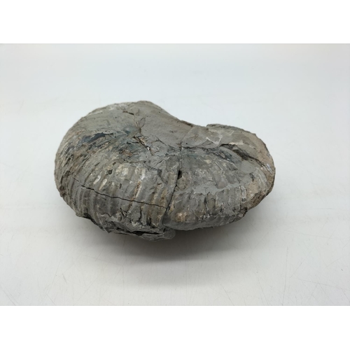 76 - Large Mid Jurassic Stephanoceras Fossil found in Charmouth, Dorset. 19cm x 15cm x 7cm.