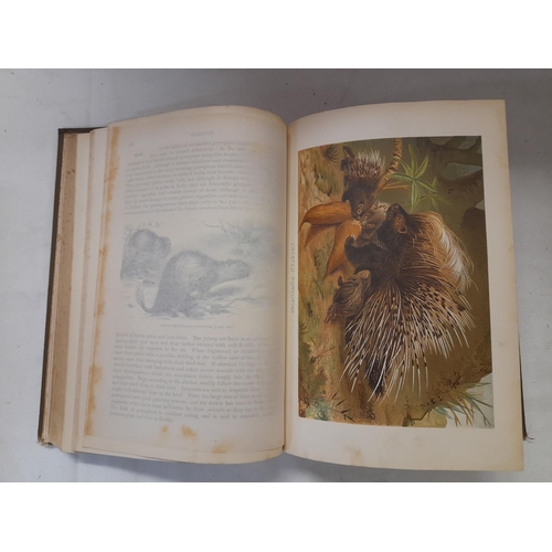 325 - First Edition 'The Royal Natural History' Edited by Richard Lydekker in 6 Volumes. Printed by Freder... 